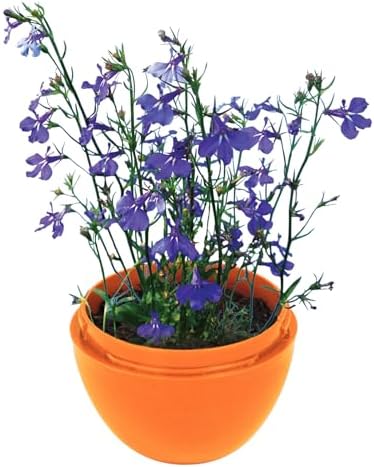 Toys By Nature Mini Terrarium Flowering Bundle, 100% USA Made Complete Starter Kit Includes 2 Each of Lobelia, Dixie Belle Hibiscus, Rose of Sharon, Easy to Grow Planting Seeds Just Add Water - Image 2