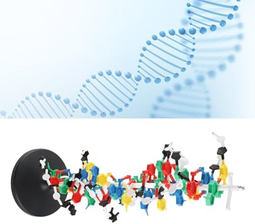 DNA Structure Model Plastic Double with 5 to 3 Chains Major and for Biology Teaching - Image 2