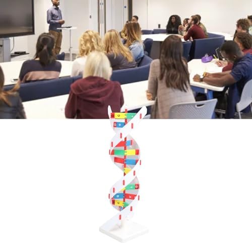 DNA Model Kit, Educational Toy for Biology Classroom, Colorful and Bright Design for Students Learning - Image 5