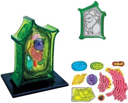 Biology Animal and Plant Cell Models, Assembly and Medical Lessons Cell Model Teaching(Plant Cells) - Image 3