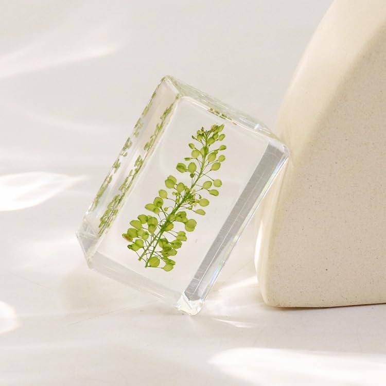 12pcs Dried Green Plant Flower Drip Gel Specimen, Children's Hobby Science Education Products, Microscope Observed Green Leaf Specimen - Image 5