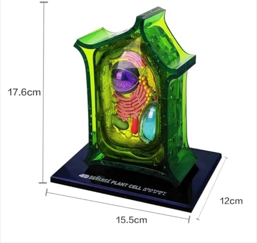Biology Animal and Plant Cell Models, Assembly and Medical Lessons Cell Model Teaching(Plant Cells) - Image 2