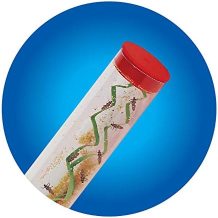Insect Lore 10-15 Live Pink Spotted Ladybug Larvae, Habitat Refill Kit - Image 5