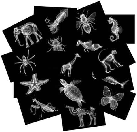 Animal X-ray Educational Set 15 Pieces for Light Table Science Learning by Unknown