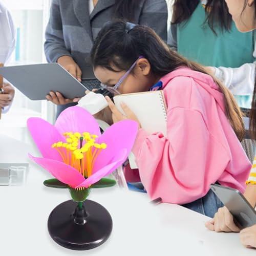 Classroom Ready Modular Peach Flower Structure Kits for Interactive Plant Biology Lessons and Experiments Biology Teaching for Students - Image 4