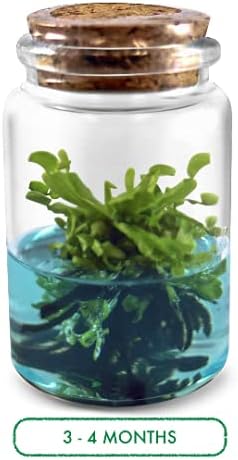 Venus Flytrap Kit, Live Venus Fly Trap Terrarium Included/DIY Beginner Friendly Starter Kit, Educational Growing Plant, Exotic Native - Image 4