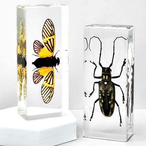 Extra Large 4-Pack Insect Specimens in Resin Crystals Preserved - Image 5