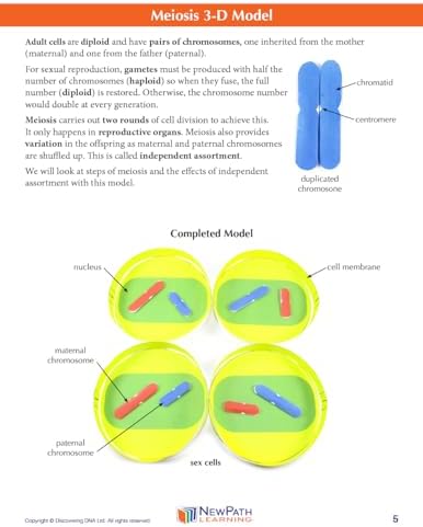 NewPath Meiosis 3-D Paper Model Making Kit, Set/5 Full-Color, Paper Model Templates & Teachers Guide (24-7741) - Image 3
