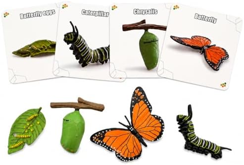 Montessori Life Cycle Animal Figures with Flash Cards, Lifelike Animal Growth Cycle Biological Model Set (Butterfly) by HYSTYLE