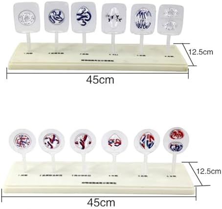 Animal and Plant Cell Mitosis and Meiosis Models Plant Cell Animal Cell Meiosis Model Medical Teaching Cell Mitosis Model for Biology Science Education Demonstration Lab Supplies - Image 4