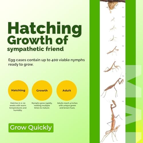 Chinese Praying Mantis Ootheca Egg Case with Hatching Habitat Transparent Cup - Two Egg Cases - Beneficial for Stem Education and Gardening, Egg Case Produces Approximately up to 400 Baby Nymphs - Image 4