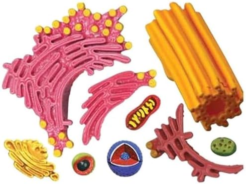Biology Animal and Plant Cell Models, Assembly and Medical Lessons Cell Model Teaching(Animal Cells) - Image 5