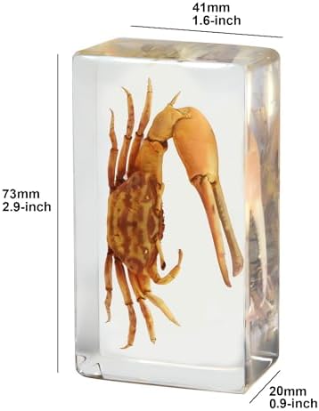4-Pcs Taxidermy Fish Conch Crab Specimen in Clear Resin Preserved - Image 3