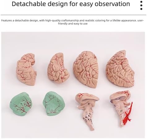 Disassembled Anatomical Human Brain Model - 8-Part Medical Teaching Tool for Brain Anatomy Study, Kids Learning & Science Classroom, Realistic Human Body Puzzle for Students and Doctors - Image 5