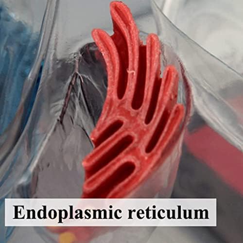 4d Animal Cell Model Human Body Model for Doctors Office Educational Tool Assembly Animal Cell Biology Teaching Models - Image 6
