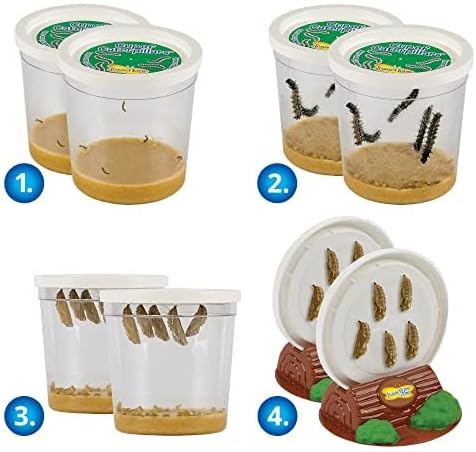 Insect Lore Live Butterfly Garden Growing Kit - 10 Live Baby Painted Lady Caterpillars - Dome Observation Habitat - Grow, Raise and Release Painted Lady Butterflies from The USA - Image 2