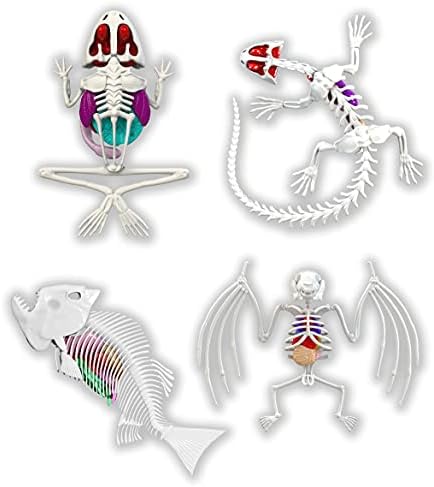 Dissect-It, Variety Animal Dissection Kit, STEM Toys for Kids, Ages 6+ - Image 6