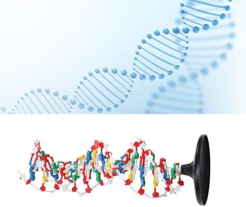 DNA Model Kit for Biology Teaching – Plastic Structure with 5' to 3' Directional Chains, Major Groove Detail – DNA Structure Model for Classroom and Lab Use - Image 5