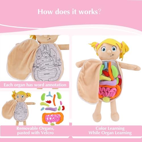 Vocheer Human Body Anatomy Toy, Human Body Model for Kids, Montessori Plush - Image 5
