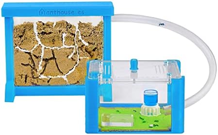 Anthouse - Basic Natural Sand Ant Farm - 3D Ant Terrarium - Acrylic Sandwich-Type - Foraging Box with Lid Included - Light Blue Color by AntHouse