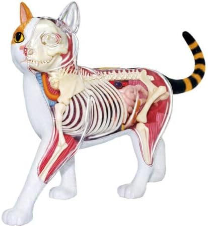 4D Vision Calico Cat Anatomy Model - Medical Quality Collectible with Fully Detachable Organs and Body Parts by Unknown