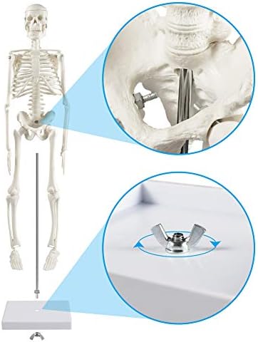 breesky Human Skeleton Model for Anatomy: 17” Human Skeleton Model with Movable Arms and Legs - Scientific Model for Study and Display - Image 3