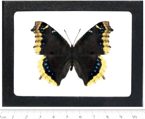 BicBugs Nymphalis antiopa Real Framed Butterfly Mourning Cloak California by BicBugs