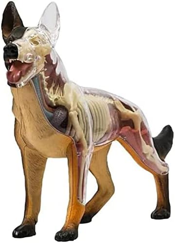 4D Dog Anatomy Model with Detachable Biology, Anatomical Model, 29 Parts for Animal Teaching Demonstration and Veterinary Training by Unknown