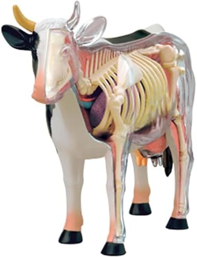 4D Cow Anatomy Model, Animal Skeleton Specimen, Detachable Biology, 29 Parts for Pet Clinic Veterinary TrainingSchool Teaching Demonstration by Unknown