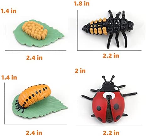 Montessori Life Cycle Animal Figures with Flash Cards, Realistic Animal Figurines Toy, Educational Matching Game for 3+ Year Old Kids (Ladybug) - Image 3