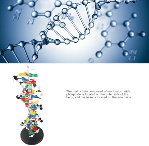 banapoy 3D DNA Model, Educational DNA Structure Double Molecular DeoxyriboNucleic Model, Biological Science Popularization Teaching for School Lab - Image 2