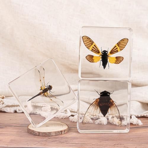 Taxidermy Dragonfly Cicada Beetle Specimens in Resin Preserved - Image 4
