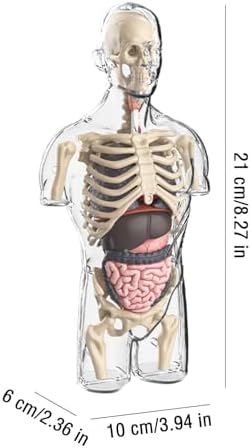4d Human Body Model for Kids,Human Anatomy Educational Toy | Interactive Anatomy Model with Removable Human Torso Learning Sources Science Classroom Demonstration Tools - Image 5