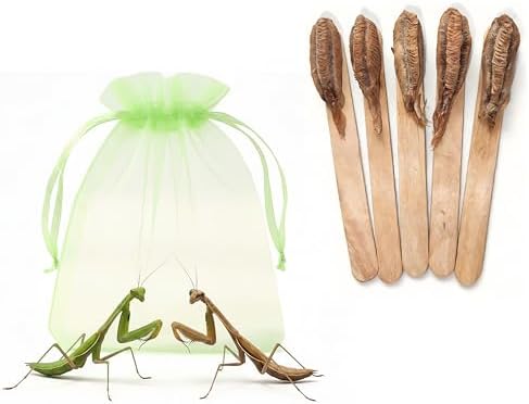 Carolina Praying Mantis Egg Case on a Wooden Stick Attached,with Outdoor Hatching Bag(Five Carolina Praying Mantis Eggs) –Includes 50-200 Nymphs | Perfect for STEM Education, Eco-Friendly Garden by Unknown