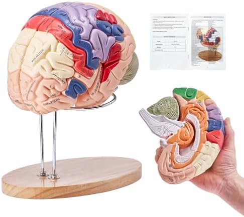 VEVOR 4-Part Human Brain Model Anatomy with Labels & Display Base, Color-Coded Life Size Human Brain Anatomical Model for Science Classroom Study & Display by VEVOR