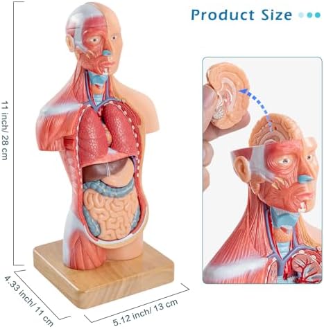 Human Body Model for Anatomy Study, 15 Part 11'' - Image 5