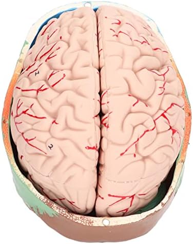 Yosoo Health Gear Detachable Human Brain Model Anatomy Study PVC, 2 PCS - Image 6
