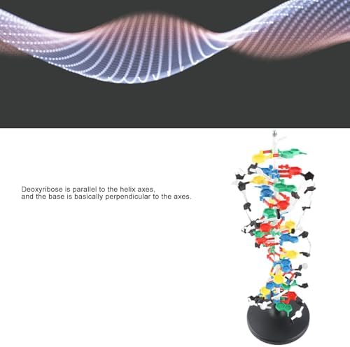 DNA Structure Model Plastic Double with 5 to 3 Chains Major and for Biology Teaching - Image 6
