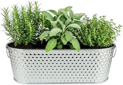 Buzzy Seeds Grow & Grill Herb Kit, Metal Windowsill Planter, Rosemary Sage - Image 2