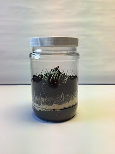 Terrarium Science Kit. (NEW & Improved-Includes Horticultural Charcoal) Build Your Own Miniature Garden. Great for Students Who Want to Learn About Botany, Eco-Systems and the Life Cycle of Plants. - Image 3