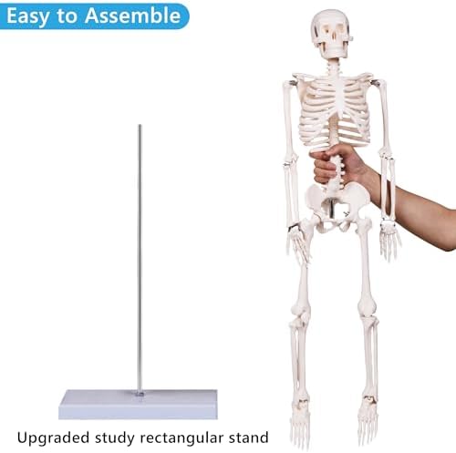 breesky Scientifc Human Skeleton Model for Anatomy, 33.4’’ Skeleton Model with Metal Stand, Removable Arms&Legs for Student to Study Human Skeleton Anatomy System, Halloween Decor, Manual Included - Image 5