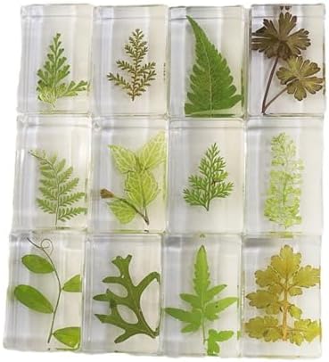12pcs Dried Green Plant Flower Drip Gel Specimen, Children's Hobby Science Education Products, Microscope Observed Green Leaf Specimen by Ucubwfu
