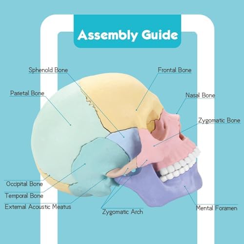LUCKY GUESS Human Skull Anatomy Model, 17-Part Puzzle with Flash Cards - Image 2