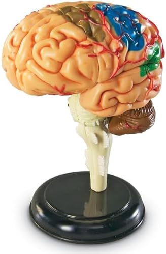 Brain Model, Brain Anatomy Model, Brain Functions Model, Human Anatomy for Kids, Foam Brain Model, Psychology Biology or Science,Ages 7+ - Image 3