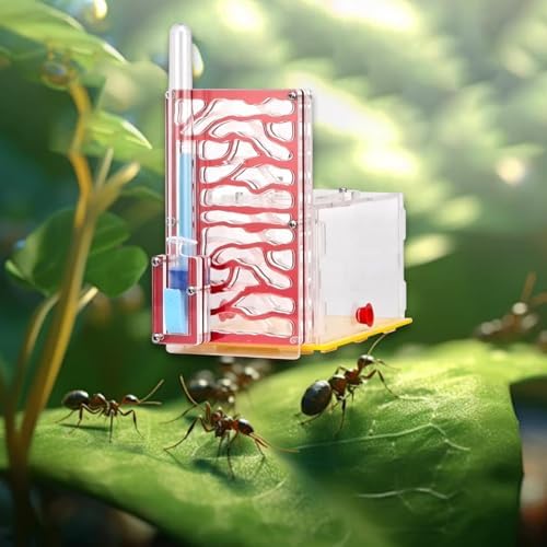 Nest Display Box, Habitat for Scientific Observation, Children's Day Gift, Red - Image 7