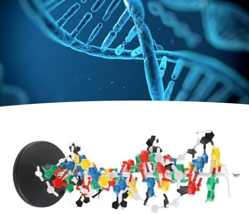 banapoy 3D DNA Model, Educational DNA Structure Double Molecular DeoxyriboNucleic Model, Biological Science Popularization Teaching for School Lab - Image 5