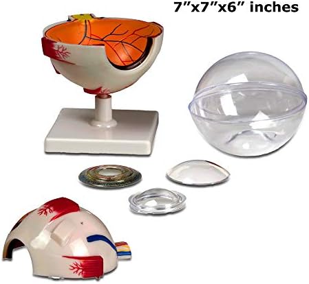 Parco Scientific Elementary + High School Learning Package. Set of Three Human Anatomy Models, Ears, Eye, and Heart with Carrying Case（Regular Price:168 ） - Image 3