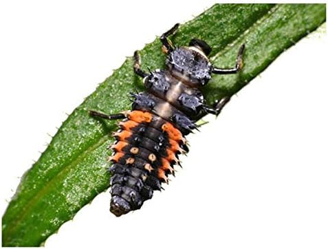 Insect Lore 10-15 Live Pink Spotted Ladybug Larvae, Habitat Refill Kit - Image 6