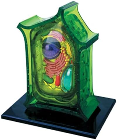 Biology Animal and Plant Cell Models, Assembly and Medical Lessons Cell Model Teaching(Plant Cells) by Unknown