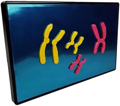 Cell Meiosis Model Magnetic, Medical Anatomy Chromosomal Change Model Components for Middle School Biology Teaching Equipment by Unknown